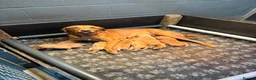 Labrador Retriever dogs for sale: Outstanding Red Fox Labrador Puppies - Advert 10