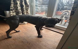 Cane Corso dogs for sale: Cane corso blue boy  - Image 6