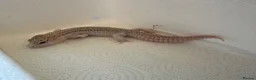 Leopard Gecko reptiles for sale: Leopard geckos for sale  in Nottingham - Advert 11