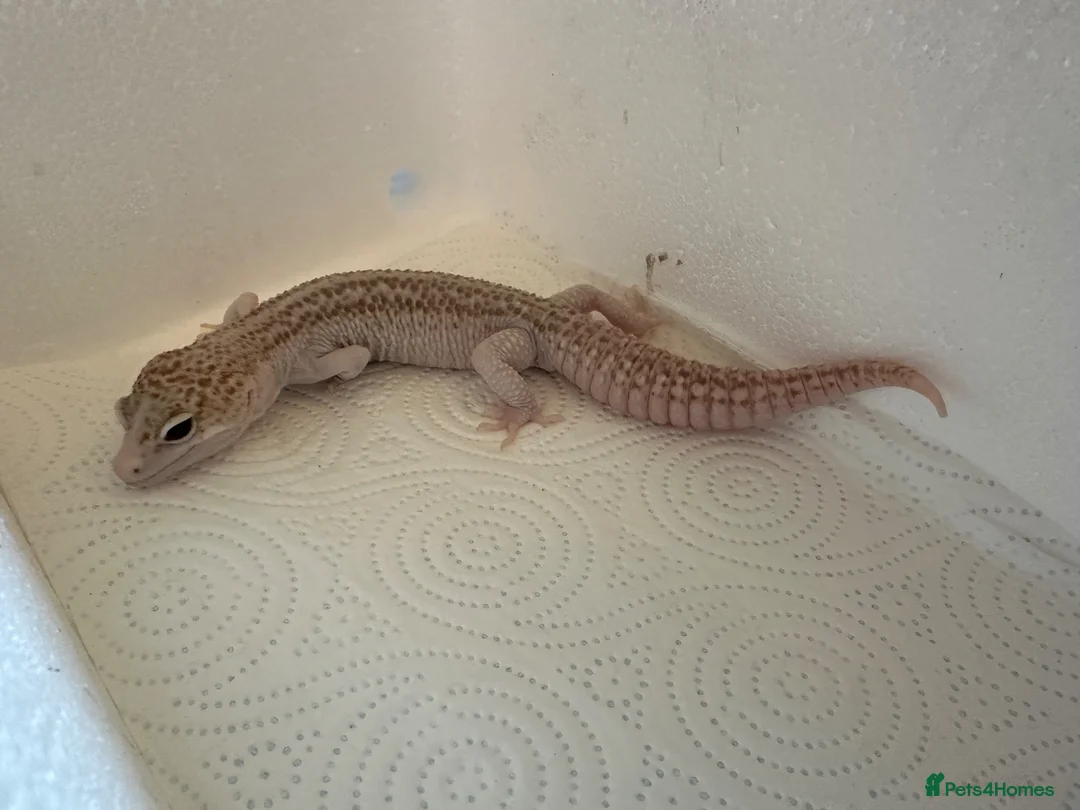 Leopard Gecko reptiles for sale: Leopard geckos for sale  in Nottingham - Advert 11