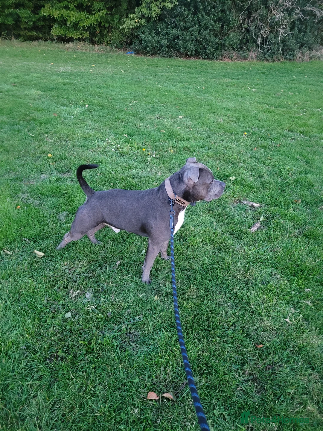 Staffordshire Bull Terrier dogs for stud: Blue Staffordshire bull terrier stud in Birmingham - Advert 6