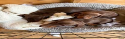 Miniature Dachshund dogs for sale: Miniature dachshund chocolate and tanned. - Advert 3