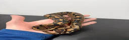 Python Snake reptiles for sale: Royal Python - Advert 2