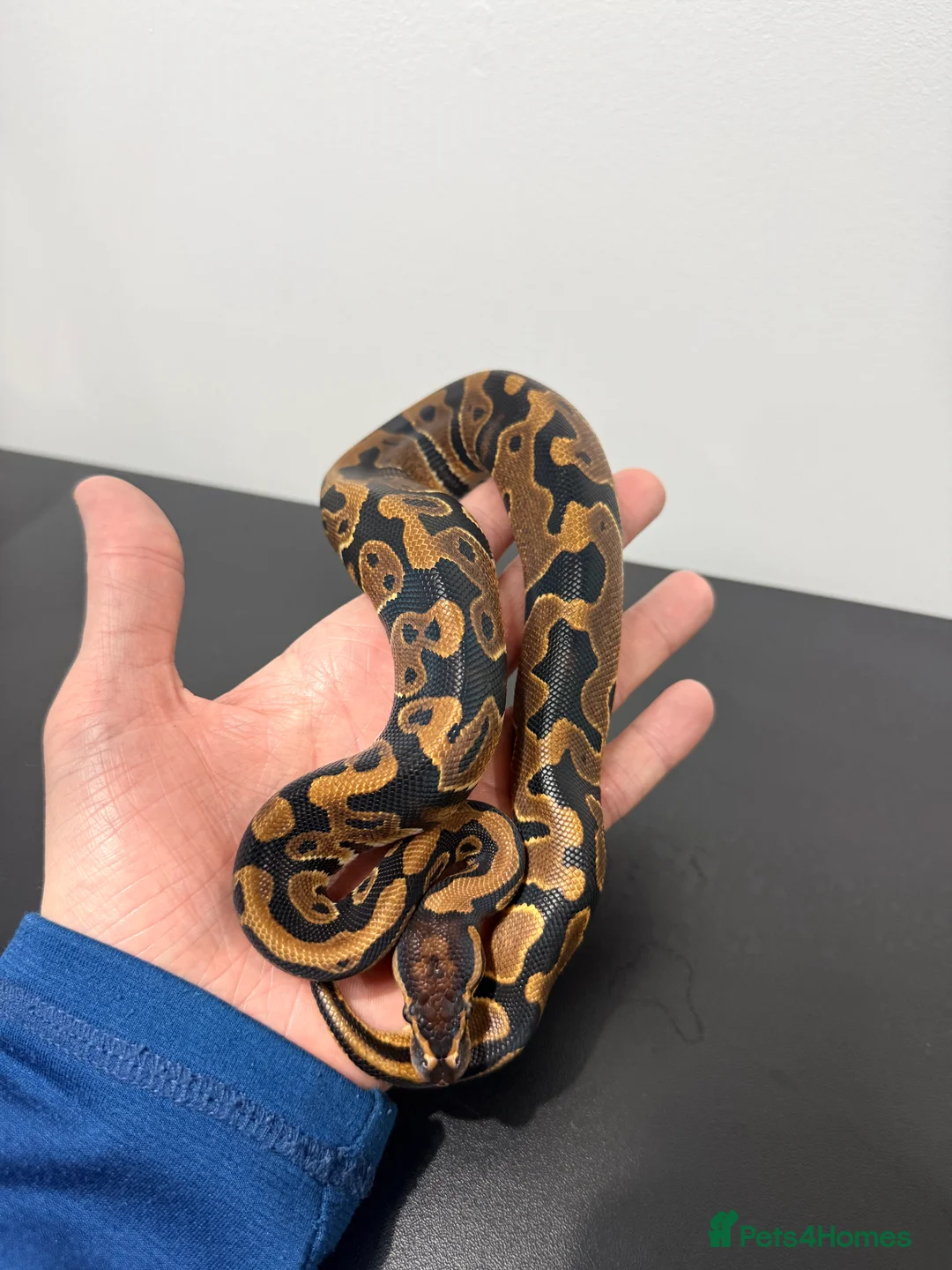 Python Snake reptiles for sale: Royal Python - Advert 2