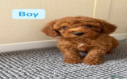 Cockapoo dogs for sale: 6 stunning cockapoo puppies  - Image 1