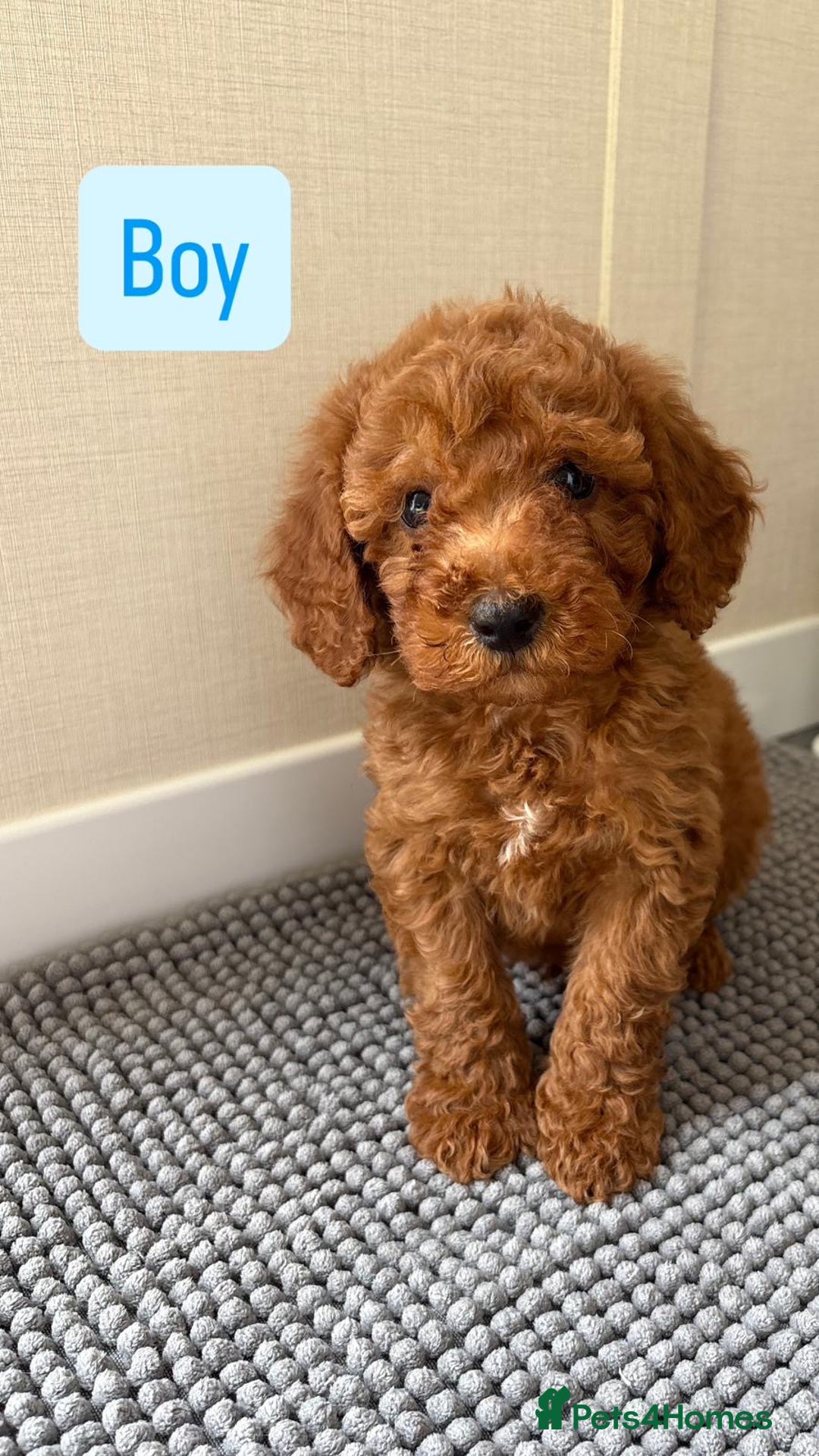 Cockapoo dogs for sale: 6 stunning cockapoo puppies  - Image 1