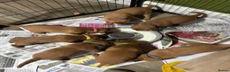 Labrador Retriever dogs for sale: Dark fox red Labrador puppies in Newcastle upon Tyne - Advert 19