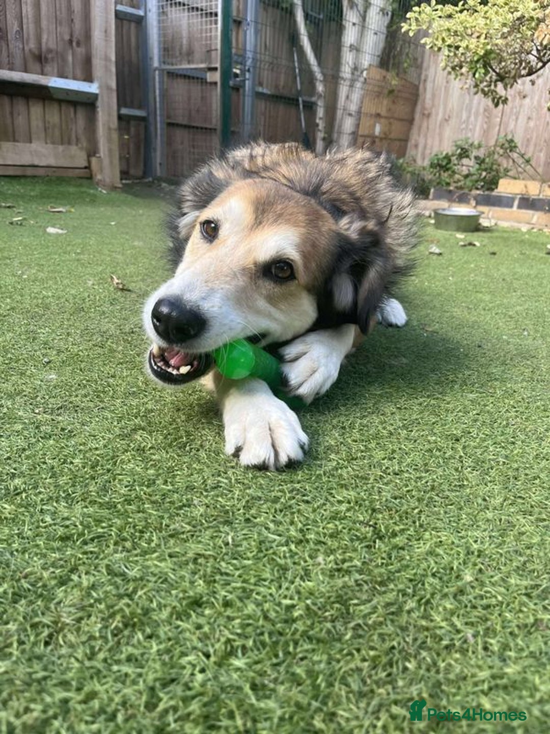 Mixed Breed dogs for adoption: Jewel is looking for her forever family! - Image 4