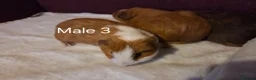 Guinea Pig rodents for sale: Guinea Pigs looking for a forever home - Advert 10