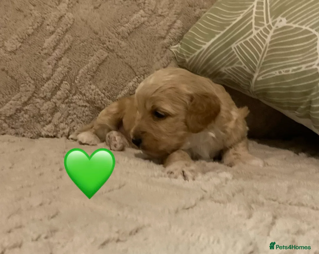 Jackapoo dogs for sale: Jackapoo Puppies - Advert 5