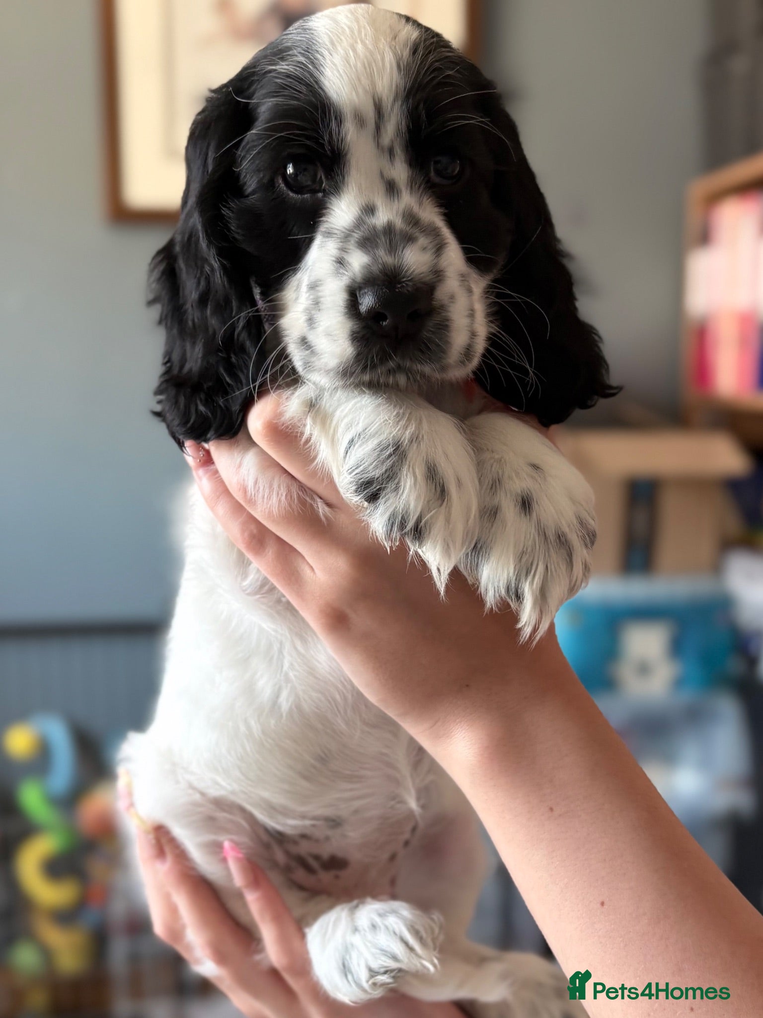 Cocker Spaniel dogs Blue Roan KC Reg (show) Cocker Girl READY NOW! - Advert 2