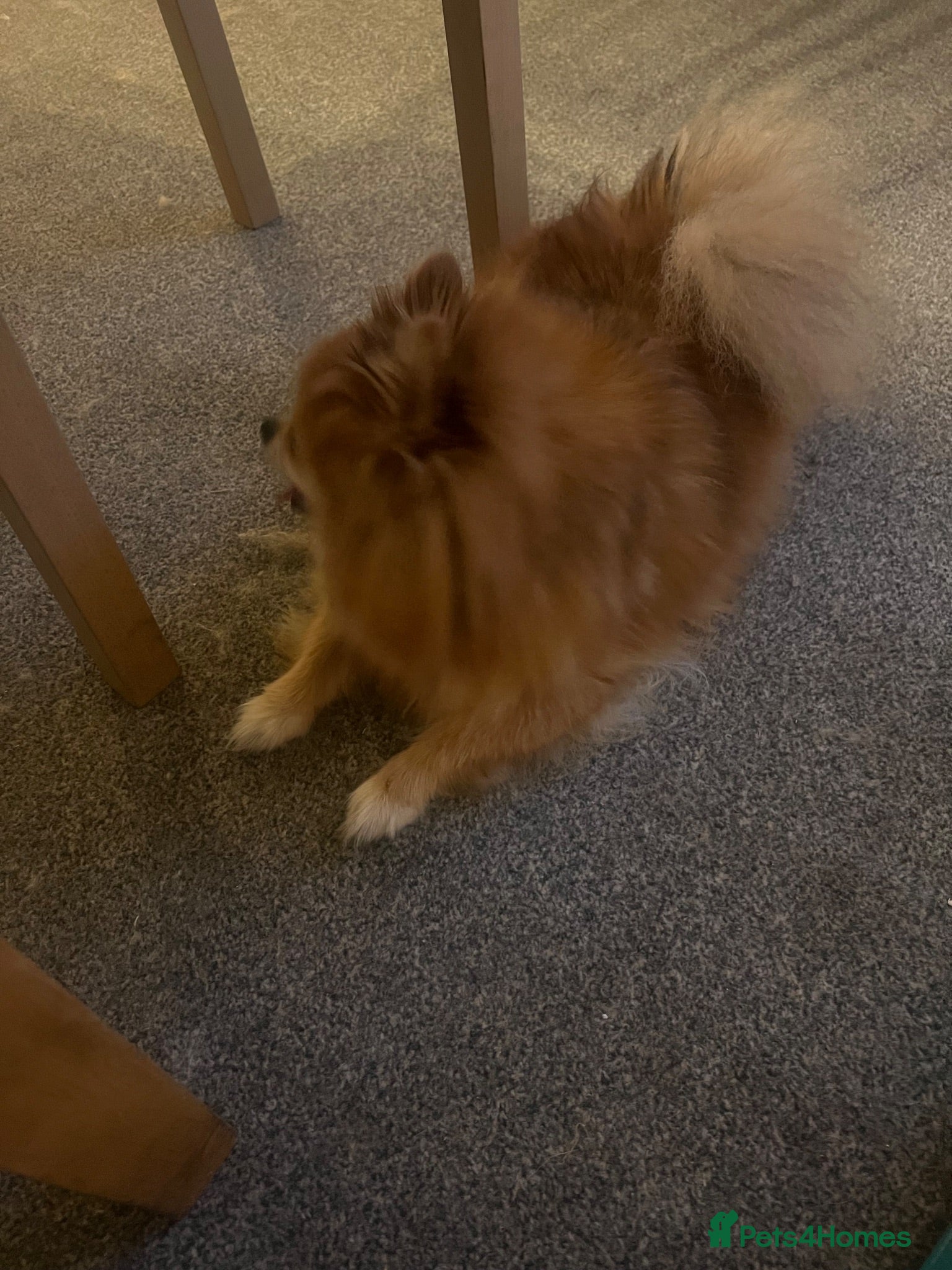 Pomeranian dogs Pomeranian fox snout - Advert 1
