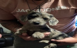 Doxiepoo dogs for sale: Doxipoo  - Image 13