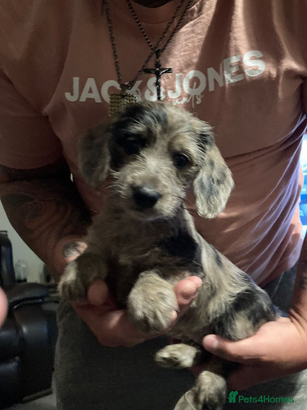 Doxiepoo dogs for sale: Doxipoo  - Image 13