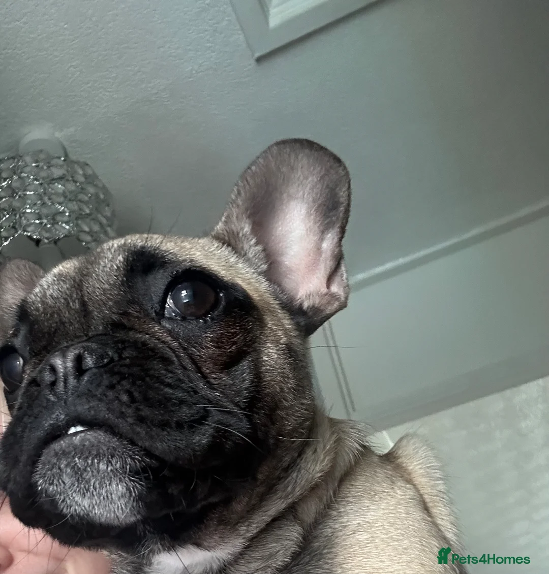 French Bulldog dogs for sale: 6 month old female French bulldog  in Walsall - Advert 2