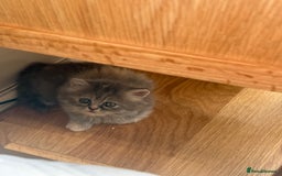 Persian cats for sale: Himalayan Persians - Image 7