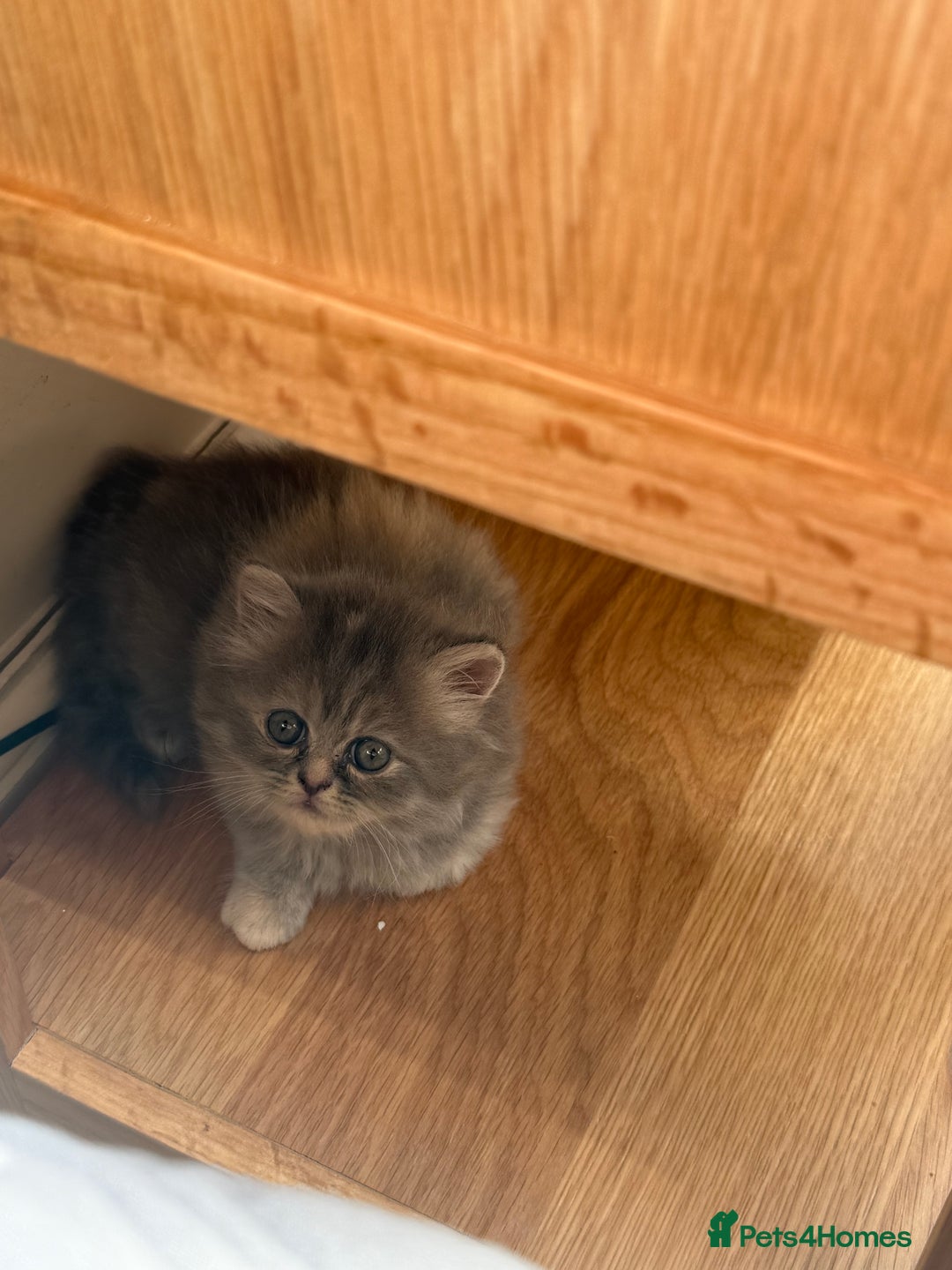 Persian cats for sale: Himalayan Persians - Image 7