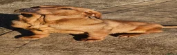 Labrador Retriever dogs for sale: 2 BEAUTIFUL CHUNKY KC REG FOX RED LABRADORS - Advert 13