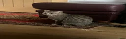 British Shorthair cats for sale: Adult female British Shorthair  - Advert 6