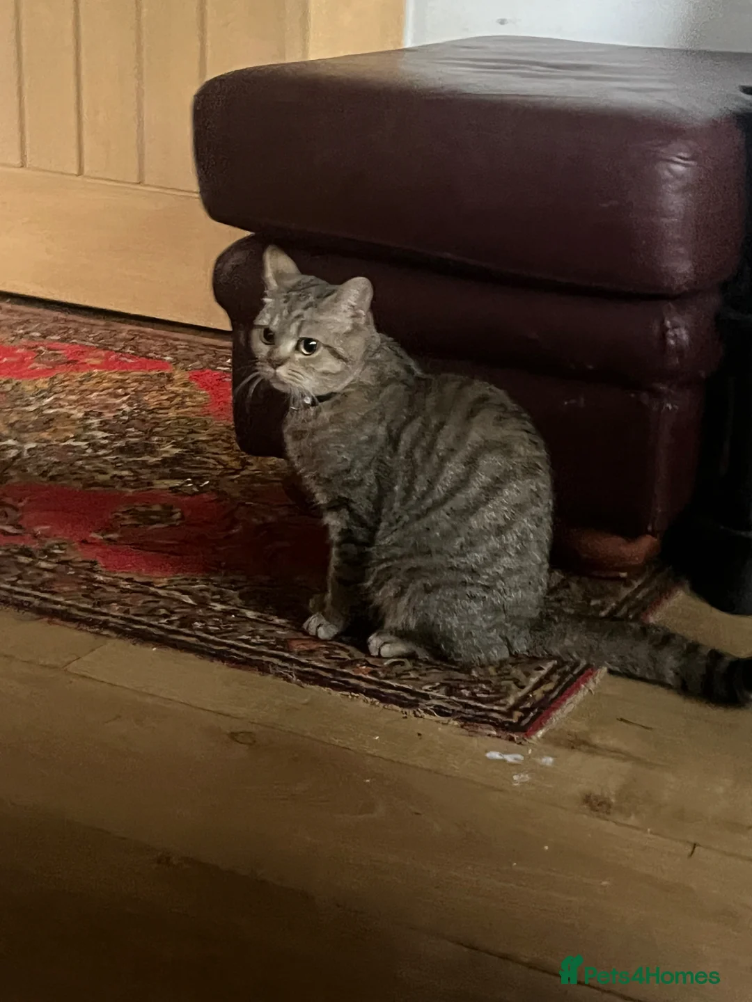 British Shorthair cats for sale: Adult female British Shorthair  - Advert 6