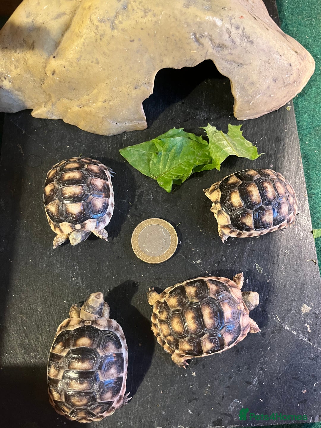 Tortoise reptiles for sale: Baby Tortoises Herman & Marginates - Image 4