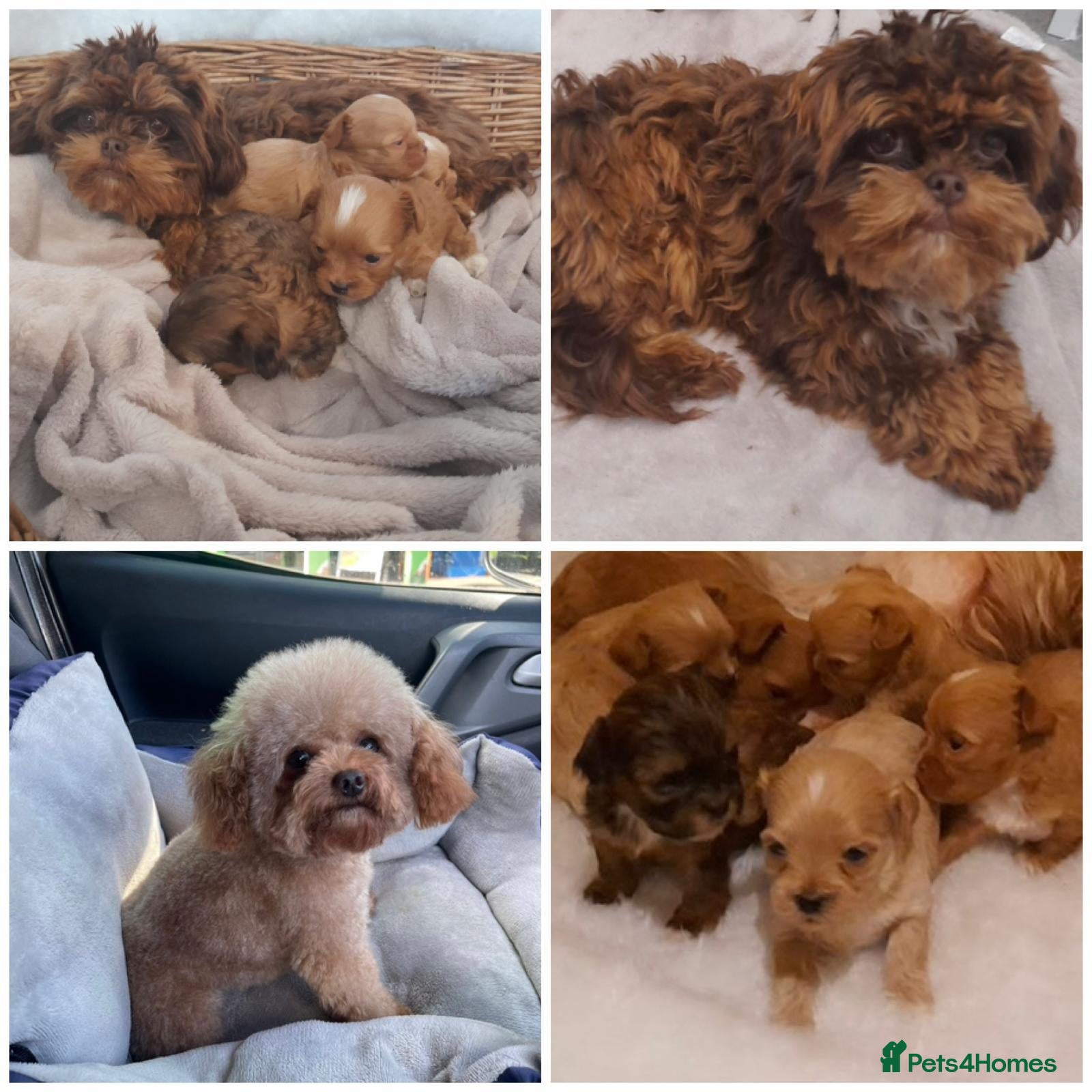 Maltipoo dogs Extensively DNA clear ASIAN maltipoo - Advert 1