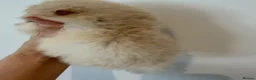 Pomeranian dogs for sale: Kc pomeranian puppies  - Advert 17