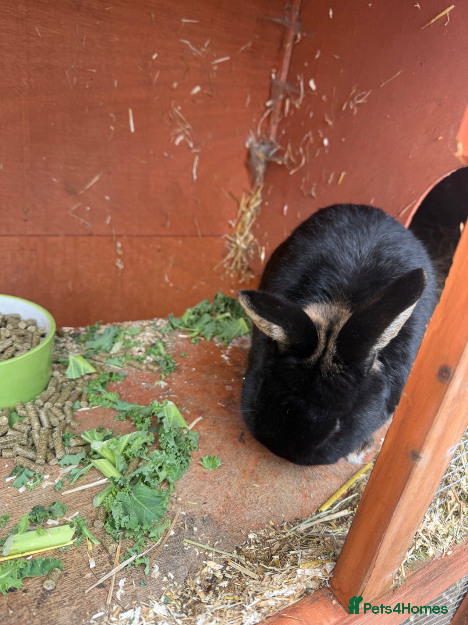 Netherland Dwarf rabbits Male Netherland dwarf for rehoming  - Advert 2