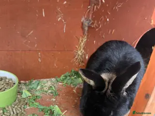 Netherland Dwarf rabbits Male Netherland dwarf for rehoming - Advert 2