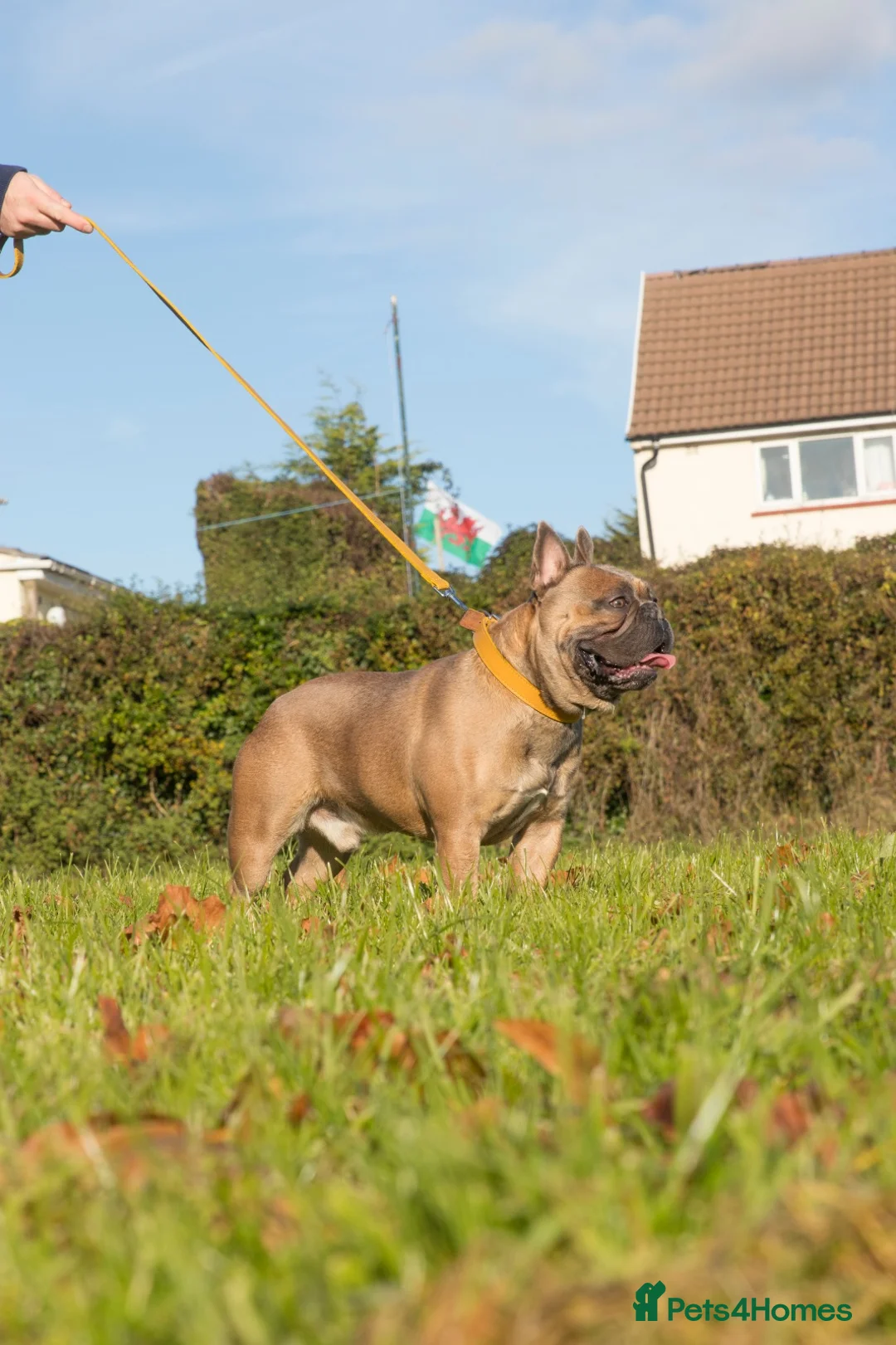 French Bulldog dogs for stud: French Bulldog Stud in Abertillery - Advert 8