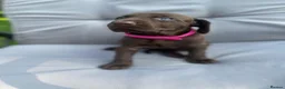 German Shorthaired Pointer dogs for sale: German shorthaired pointer X Weimaraner  - Advert 10