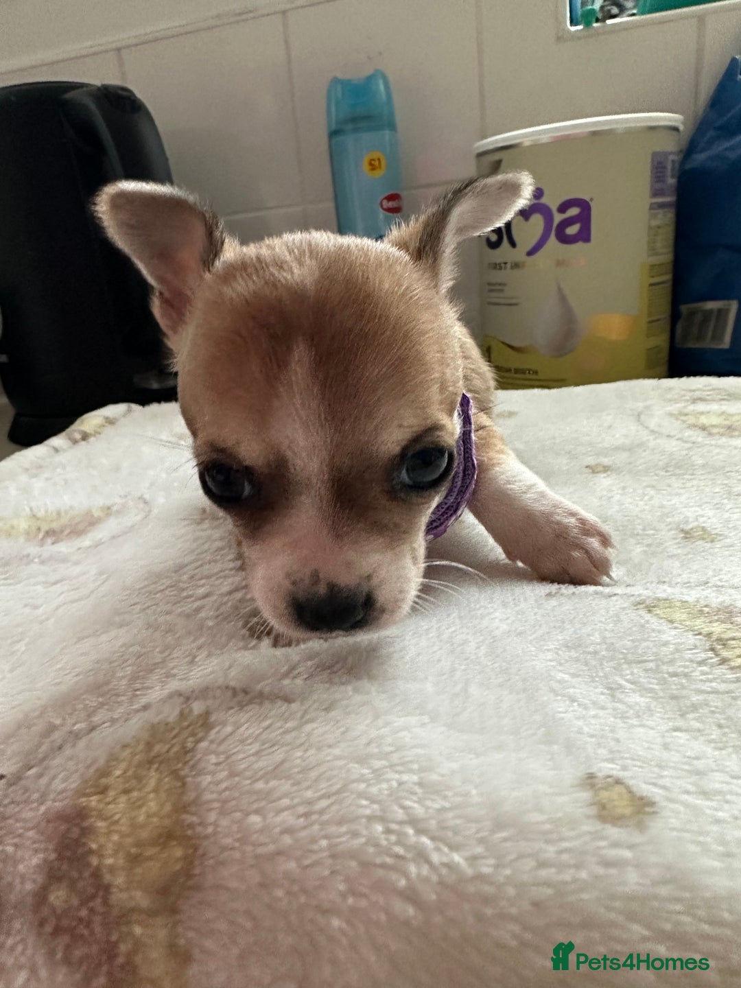 Mixed Breed dogs for sale: Jack chi puppies - Image 15
