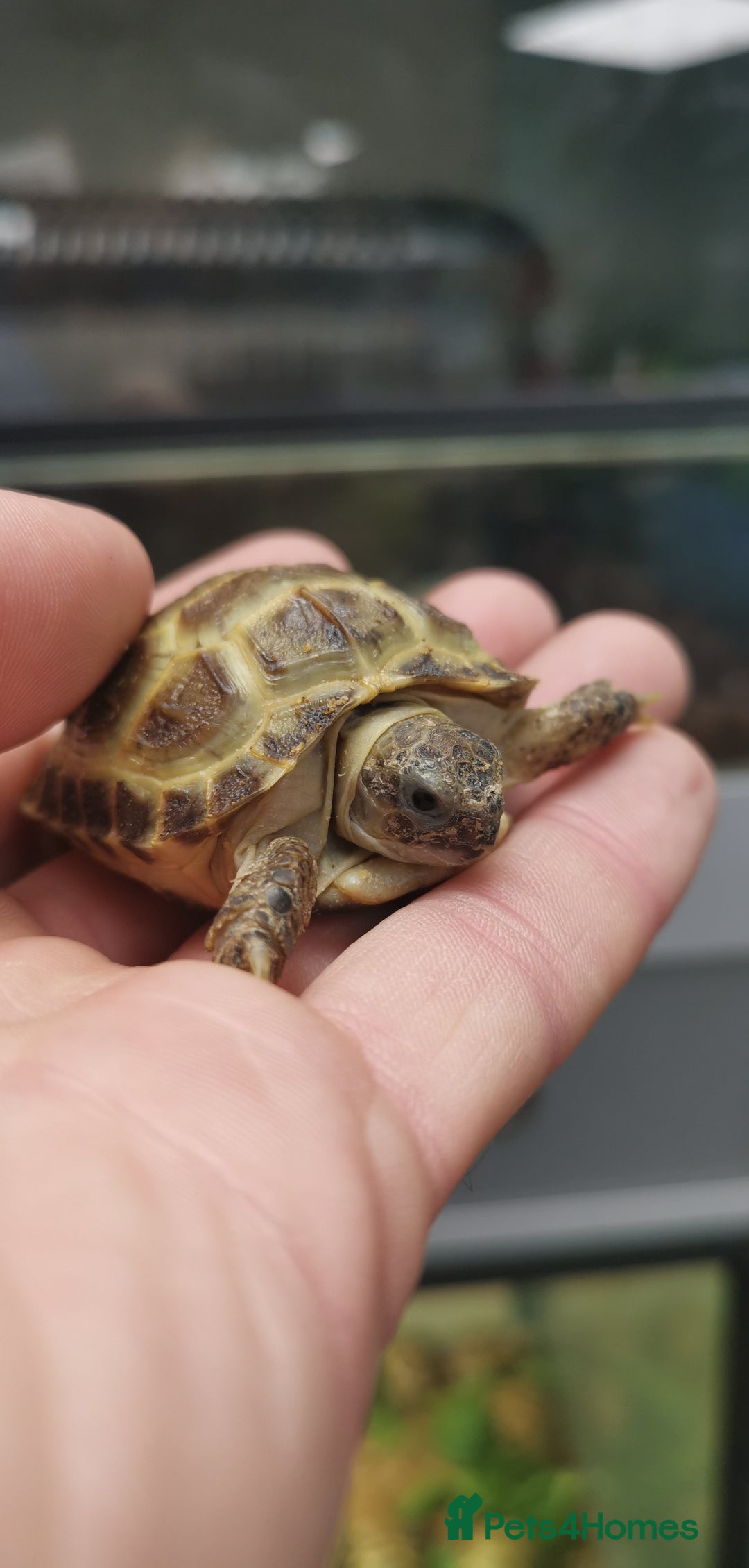 Tortoise reptiles for sale: Beautiful Baby Horsefield Tortoises  - Advert 5