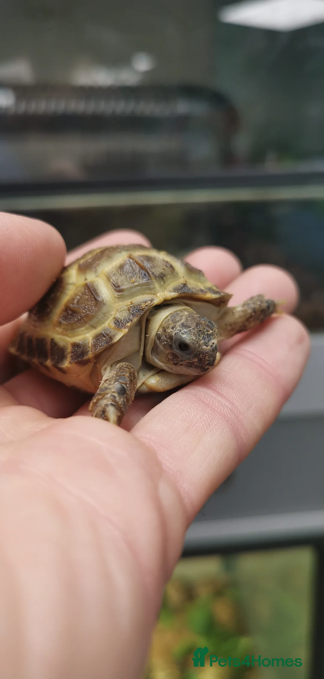 Tortoise reptiles for sale: Beautiful Baby Horsefield Tortoises  - Advert 5
