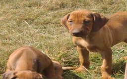 Rhodesian Ridgeback dogs for sale: Big bold bouncy bundles  - Image 8