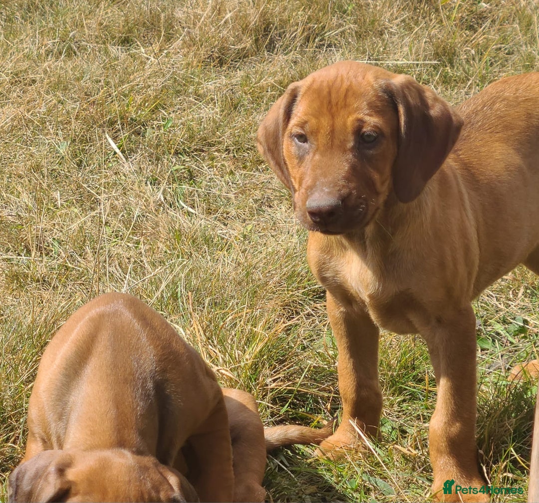 Rhodesian Ridgeback dogs for sale: Big bold bouncy bundles  - Image 8