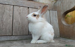 Mixed Breed rabbits for sale: Very pretty soft fluffy bunnies - Image 28