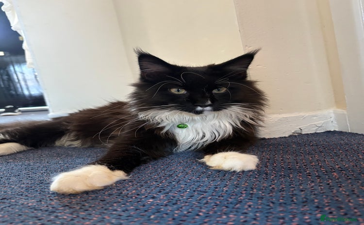 Maine Coon cats - Advert 10