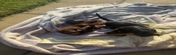 Miniature Dachshund dogs for sale: READY TO GO ! Miniature smooth haired dachshund - Advert 27
