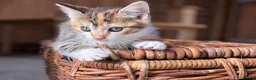Domestic Shorthair cats for sale: 4 kittens for sale to loving home  - Advert 4