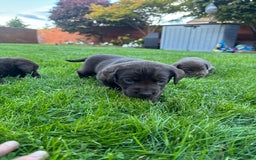 Labrador Retriever dogs for sale: Beautiful kc working type chocolate lab pups  - Image 3