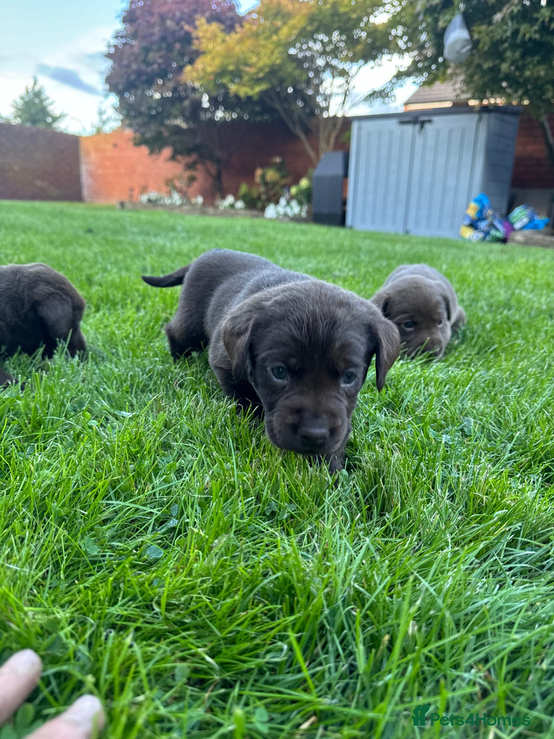 Labrador Retriever dogs for sale: Beautiful kc working type chocolate lab pups  - Image 3
