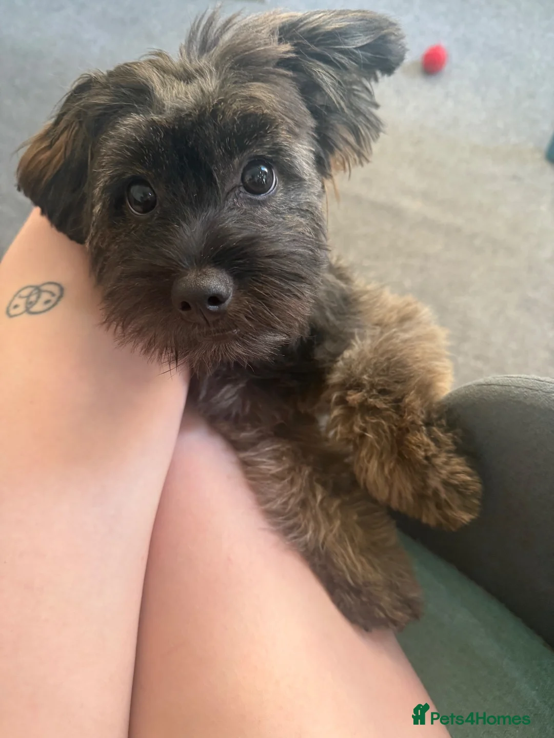 Mixed Breed dogs for sale: Cocoa  - Advert 2