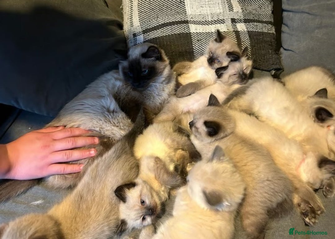 Ragdoll cats for sale: Affordable Ragdolls purebred for sale - Image 12