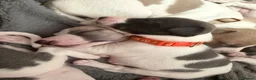 Whippet dogs for sale: litter of 8 pups 5x boys 3x bitches  - Advert 5