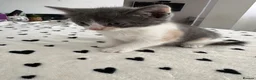 Mixed Breed cats for sale: Beautiful Calico and bicolour Kittens!! - Advert 22