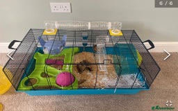 Hamster rodents for sale: Rolo our fluffy Syrian hamster  - Image 7