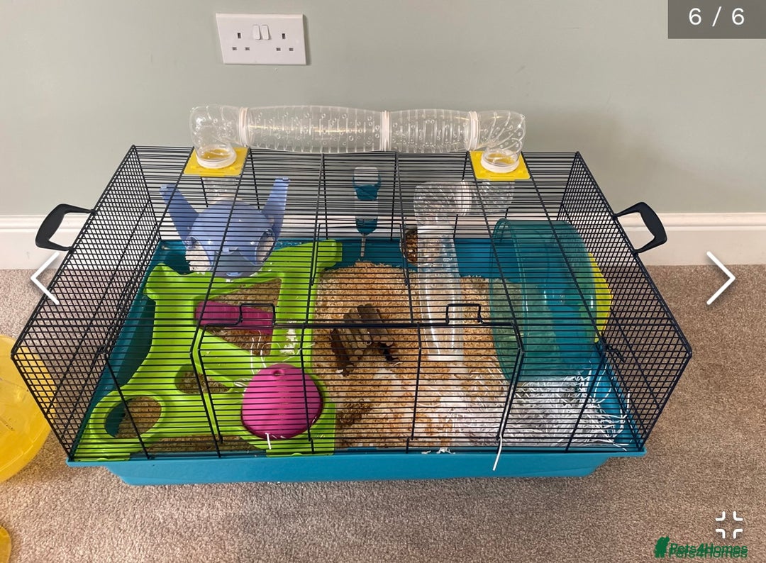 Hamster rodents for sale: Rolo our fluffy Syrian hamster  - Image 7