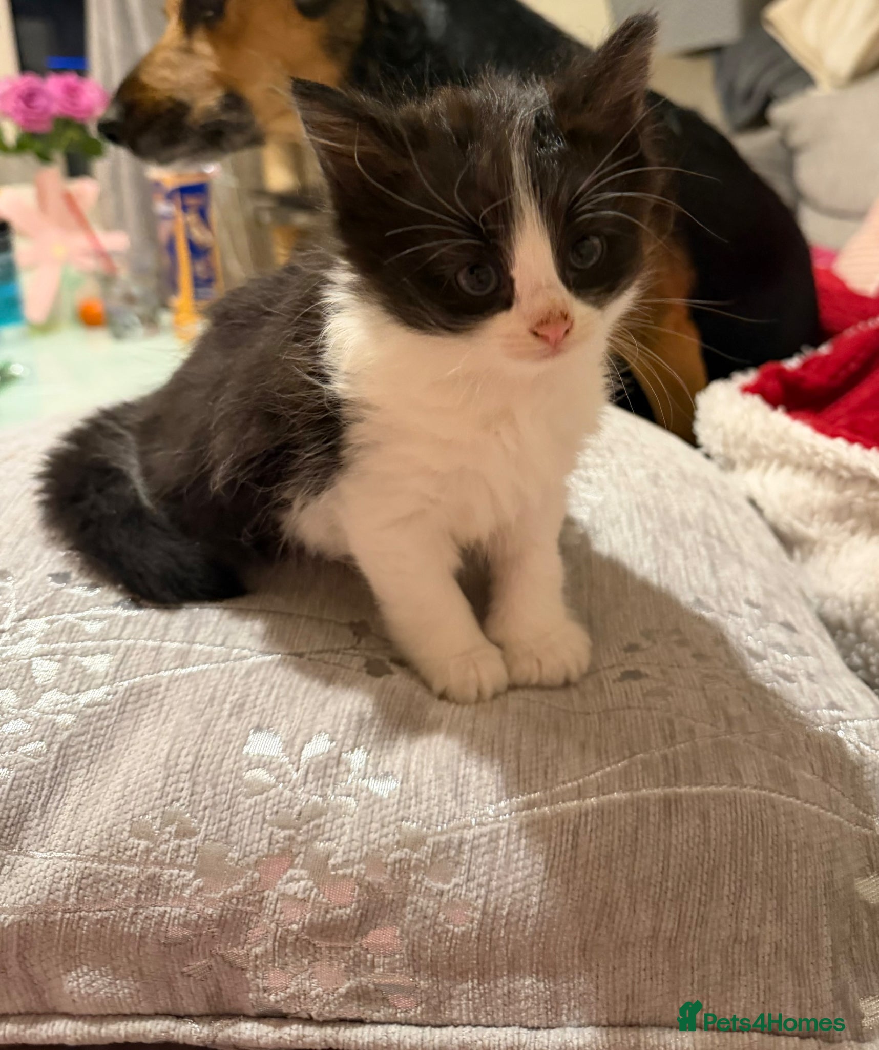 Mixed Breed cats 1 little fluffy black&white boy left. - Advert 2