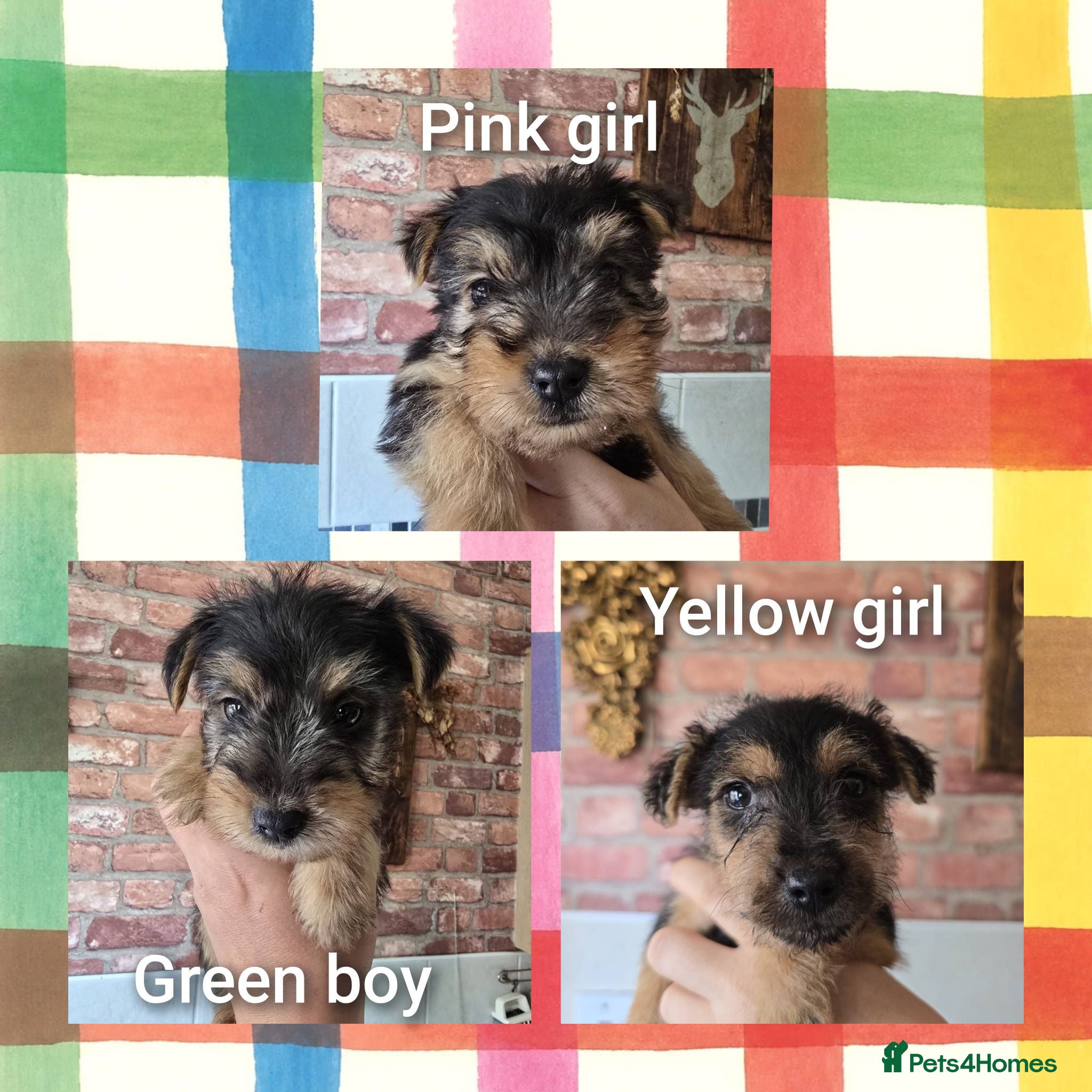 Lakeland Terrier dogs Stunning Middleton line Lakeland terrier puppies - Advert 1